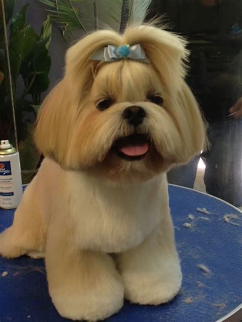 tosa de shih tzu fotos